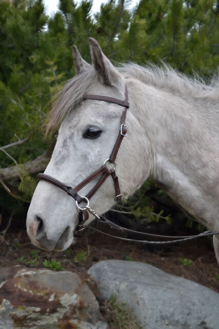 Original Tellington Lindel Gebisslose Zäumung FARBE SCHWARZPony (S)