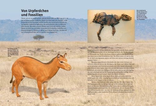 S. Hornung: Entdecke die Pferde (Kinderbuch)